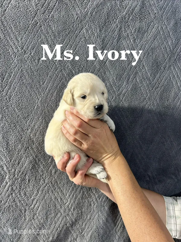 Ivory – English Cream Golden Retriever puppy for sale in Ellensburg, WA