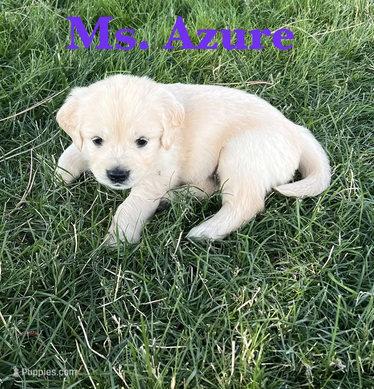Azure – English Cream Golden Retriever puppy on hold in Ellensburg, WA