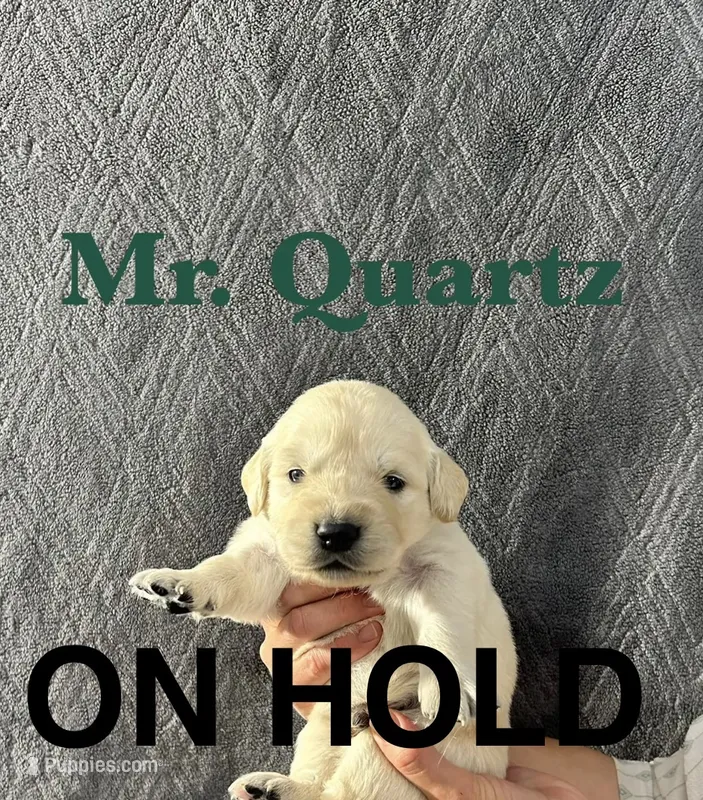 Quartz – English Cream Golden Retriever puppy for sale in Ellensburg, WA