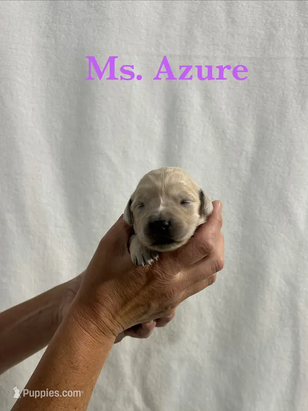 Azure – English Cream Golden Retriever puppy for sale in Ellensburg, WA