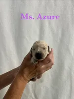 Azure, a female English Cream Golden Retriever for sale in Ellensburg, WA – 1 of 1