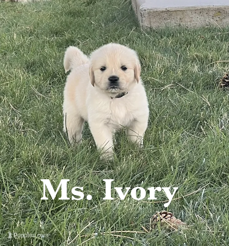Ivory – English Cream Golden Retriever puppy for sale in Ellensburg, WA