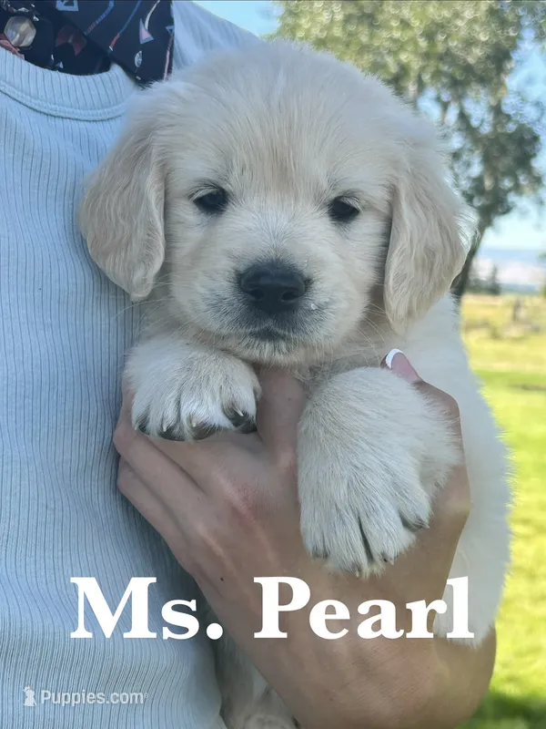 Pearl – English Cream Golden Retriever puppy for sale in Ellensburg, WA
