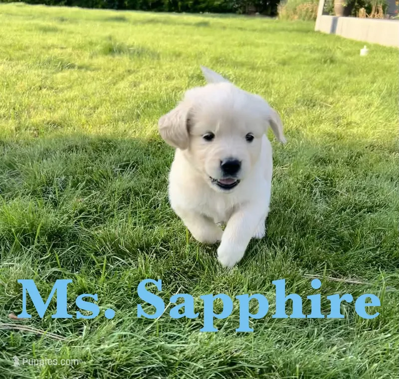 Sapphire – English Cream Golden Retriever puppy for sale in Ellensburg, WA