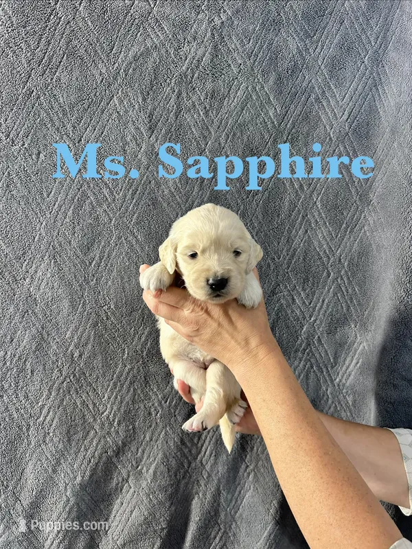 Sapphire – English Cream Golden Retriever puppy for sale in Ellensburg, WA