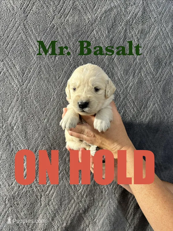 Basalt – English Cream Golden Retriever puppy on hold in Ellensburg, WA