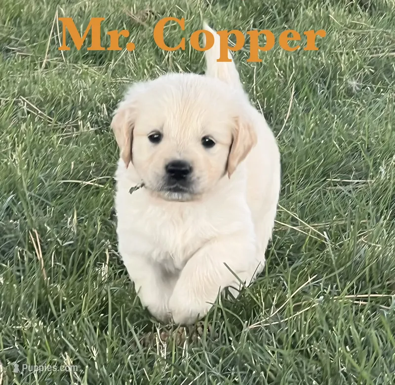 Copper – English Cream Golden Retriever puppy for sale in Ellensburg, WA