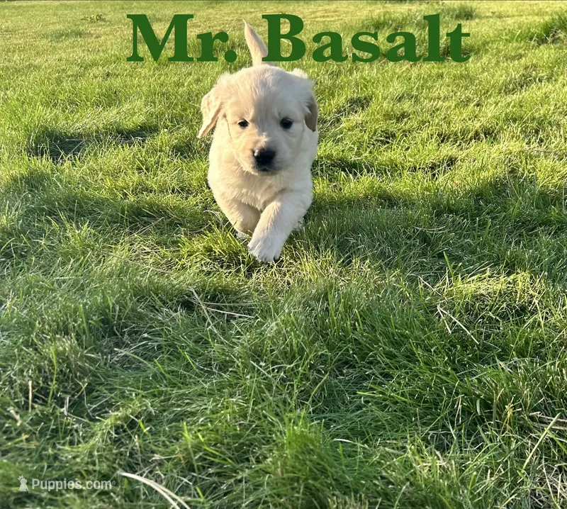 Basalt – English Cream Golden Retriever puppy on hold in Ellensburg, WA