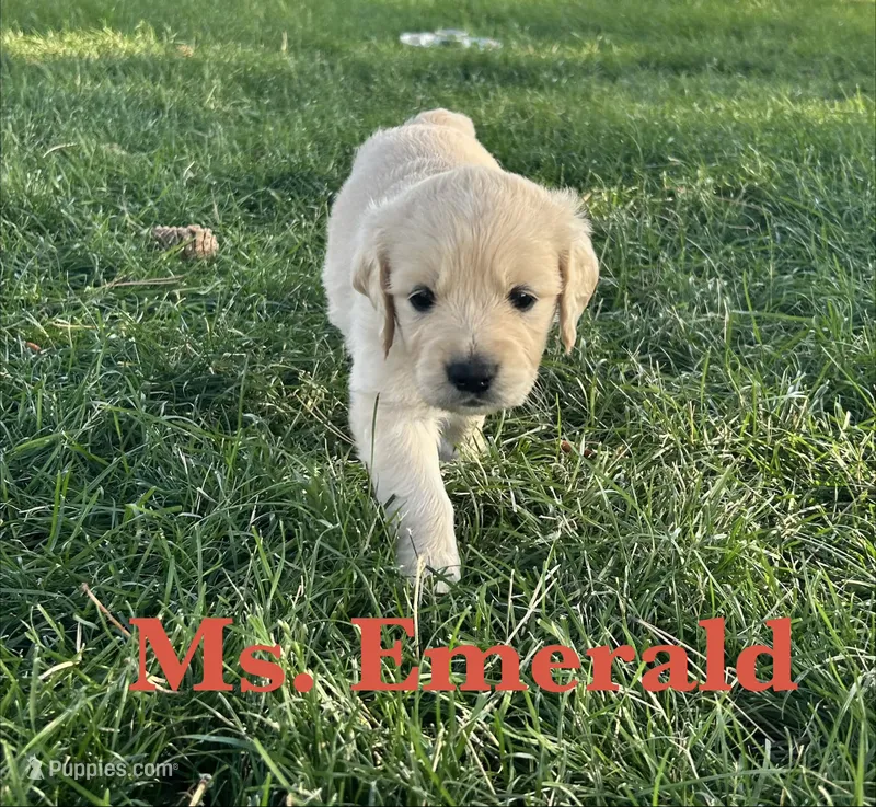 Emerald – English Cream Golden Retriever puppy on hold in Ellensburg, WA