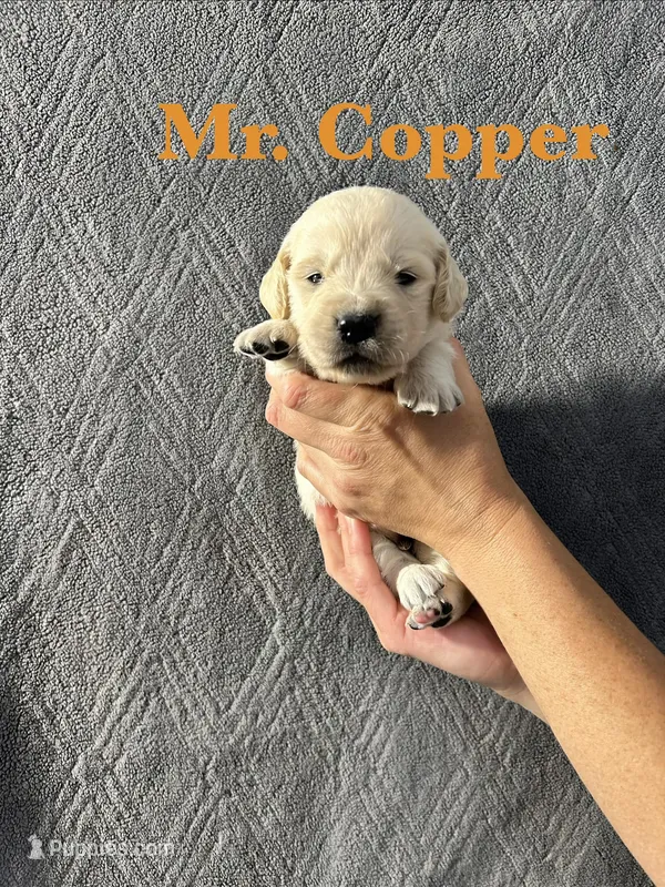 Copper – English Cream Golden Retriever puppy for sale in Ellensburg, WA