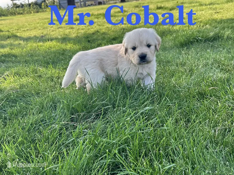Cobalt – English Cream Golden Retriever puppy on hold in Ellensburg, WA