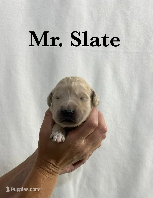 Slate – English Cream Golden Retriever puppy for sale in Ellensburg, WA