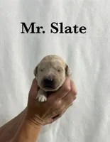 Slate, a male English Cream Golden Retriever for sale in Ellensburg, WA – 1 of 1