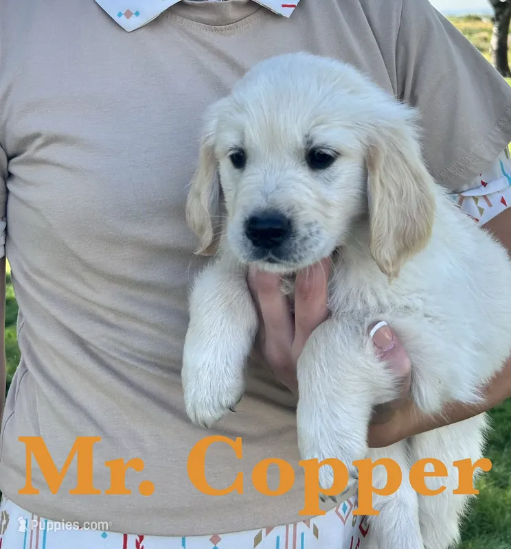 Copper – Golden Retriever puppy for sale in Ellensburg, WA