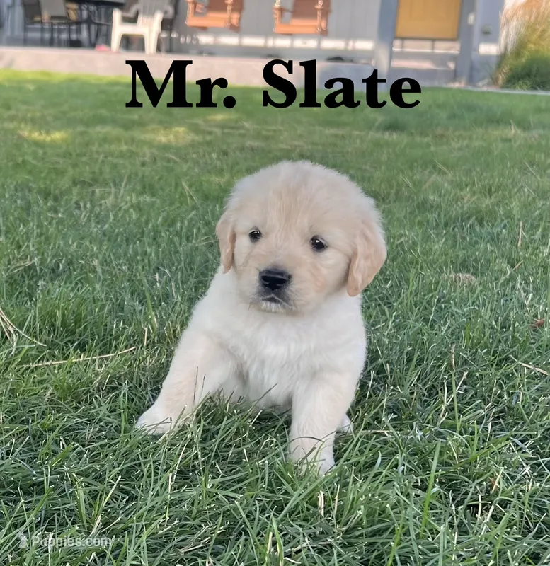 Slate – English Cream Golden Retriever puppy on hold in Ellensburg, WA