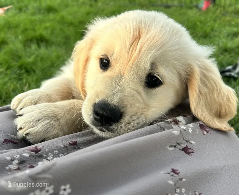 Copper – Golden Retriever puppy for sale in Ellensburg, WA
