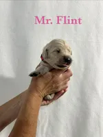 Flint, a male English Cream Golden Retriever for sale in Ellensburg, WA – 1 of 1