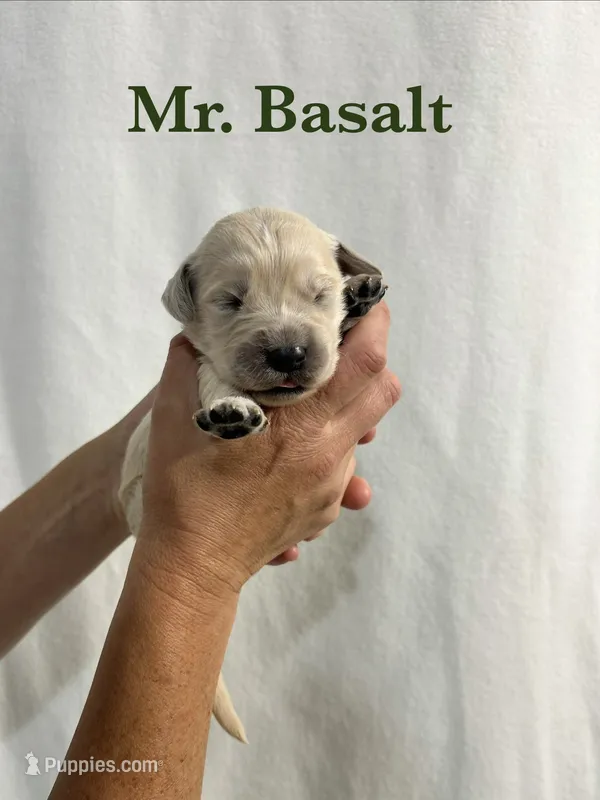 Basalt – English Cream Golden Retriever puppy for sale in Ellensburg, WA