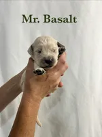 Basalt, a male English Cream Golden Retriever for sale in Ellensburg, WA – 1 of 1