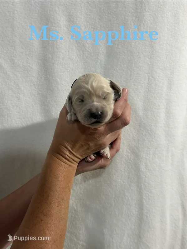 Sapphire – English Cream Golden Retriever puppy for sale in Ellensburg, WA
