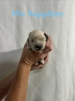 Sapphire, a female English Cream Golden Retriever for sale in Ellensburg, WA – 1 of 1
