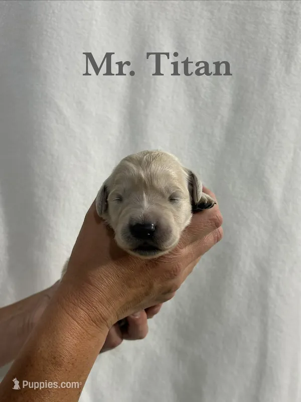 Titan – English Cream Golden Retriever puppy for sale in Ellensburg, WA