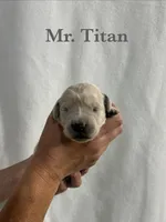 Titan, a male English Cream Golden Retriever for sale in Ellensburg, WA – 1 of 1