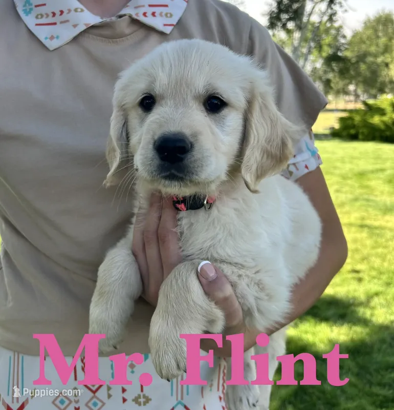 Flint – Golden Retriever puppy for sale in Ellensburg, WA