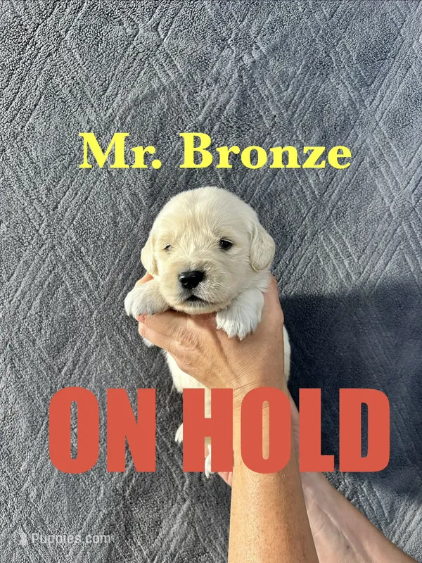 Bronze  – English Cream Golden Retriever puppy on hold in Ellensburg, WA