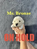 Bronze , a male English Cream Golden Retriever for sale in Ellensburg, WA – 1 of 1