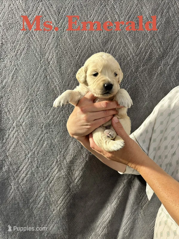 Emerald – English Cream Golden Retriever puppy for sale in Ellensburg, WA