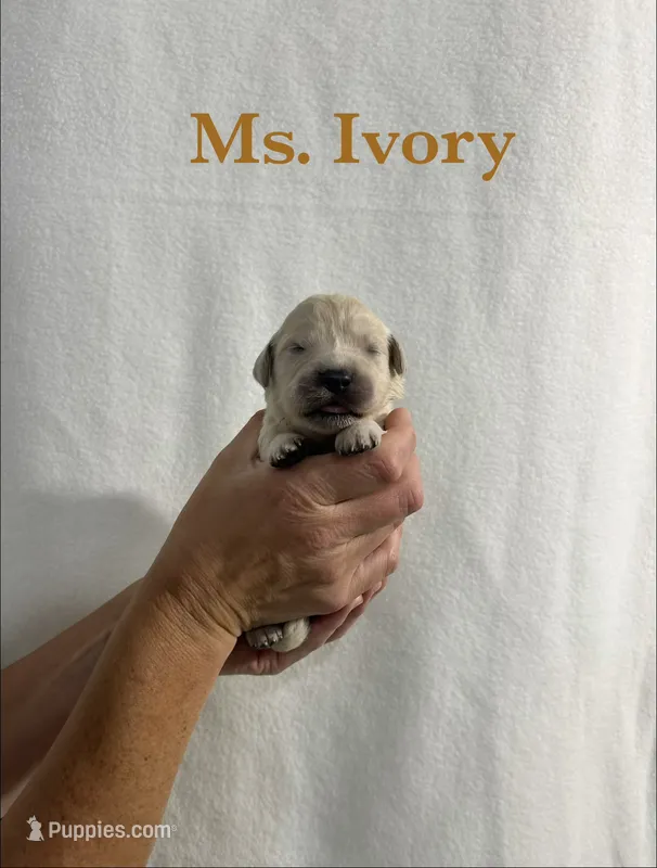 Ivory – English Cream Golden Retriever puppy for sale in Ellensburg, WA