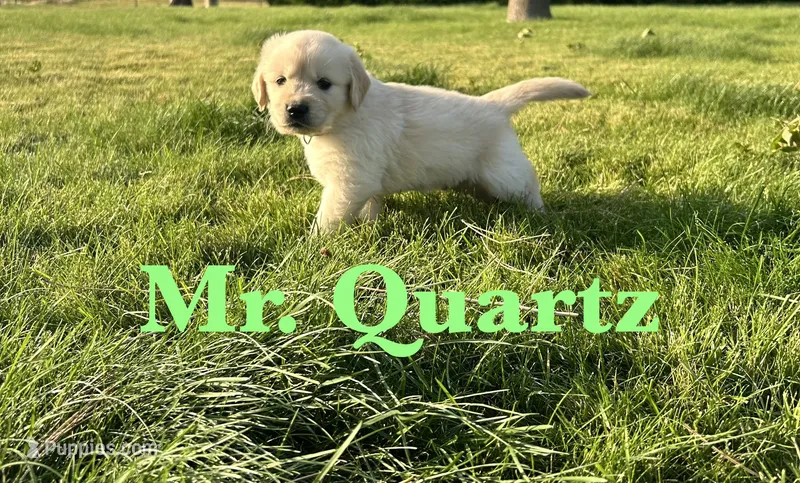 Quartz – English Cream Golden Retriever puppy on hold in Ellensburg, WA