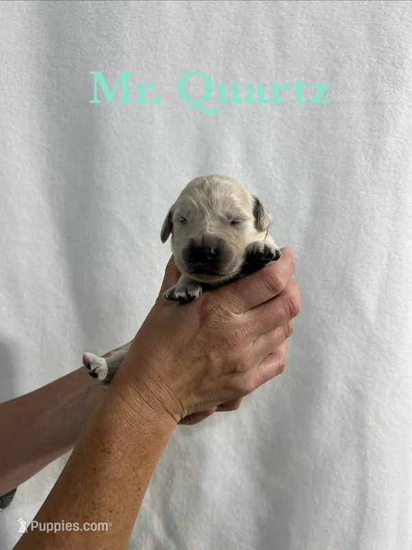 Quartz – English Cream Golden Retriever puppy for sale in Ellensburg, WA