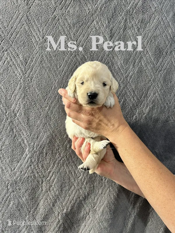 Pearl – English Cream Golden Retriever puppy for sale in Ellensburg, WA