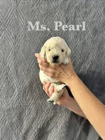 Pearl, a female English Cream Golden Retriever for sale in Ellensburg, WA – 1 of 1