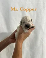 Copper, a male English Cream Golden Retriever for sale in Ellensburg, WA – 1 of 1