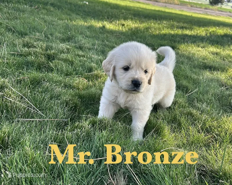 Bronze  – English Cream Golden Retriever puppy on hold in Ellensburg, WA