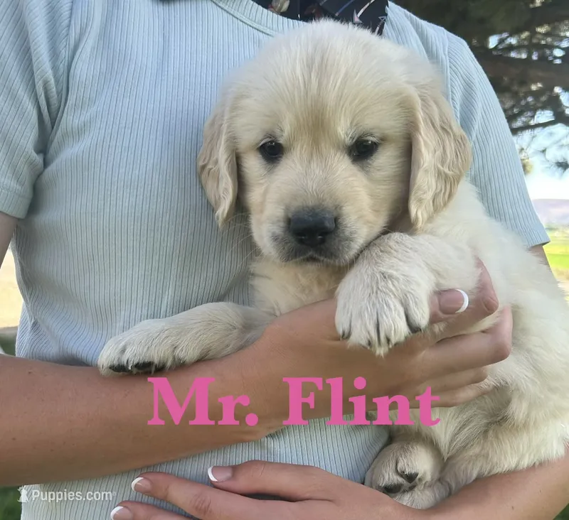 Flint – English Cream Golden Retriever puppy for sale in Ellensburg, WA