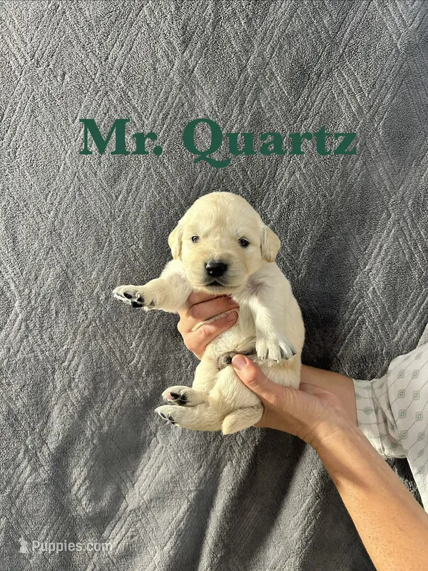 Quartz – English Cream Golden Retriever puppy for sale in Ellensburg, WA