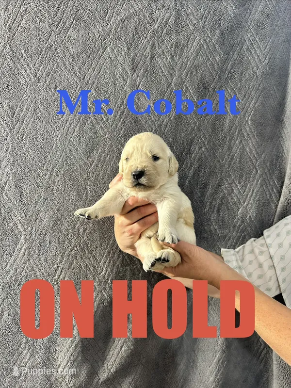 Cobalt – English Cream Golden Retriever puppy on hold in Ellensburg, WA