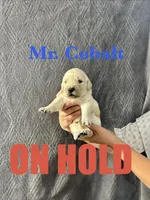 Cobalt, a male English Cream Golden Retriever for sale in Ellensburg, WA – 1 of 1