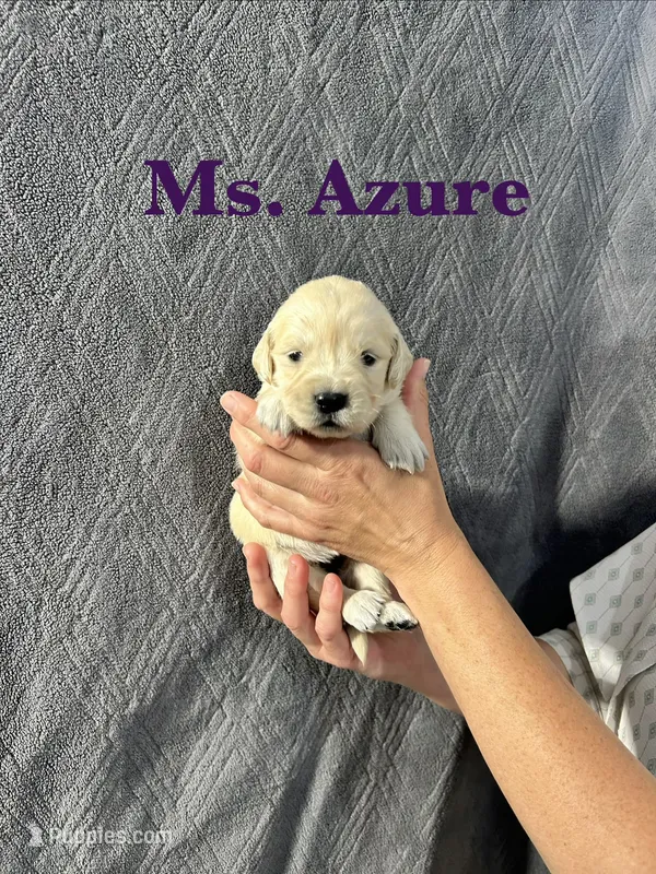 Azure – English Cream Golden Retriever puppy for sale in Ellensburg, WA