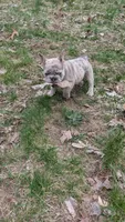 Mr. Orange , a male French Bulldog for sale in Grand Rapids, MI – Photo 4 of 4