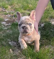 Mr. Orange , a male French Bulldog for sale in Grand Rapids, MI – Photo 3 of 4