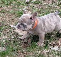 Mr. Orange , a male French Bulldog for sale in Grand Rapids, MI – Photo 2 of 4
