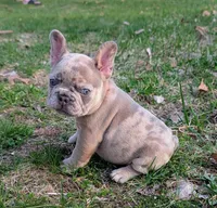 Mr. Orange , a male French Bulldog for sale in Grand Rapids, MI – Photo 1 of 4