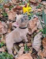 Mr. Black , a male French Bulldog for sale in Grand Rapids, MI – Photo 3 of 3