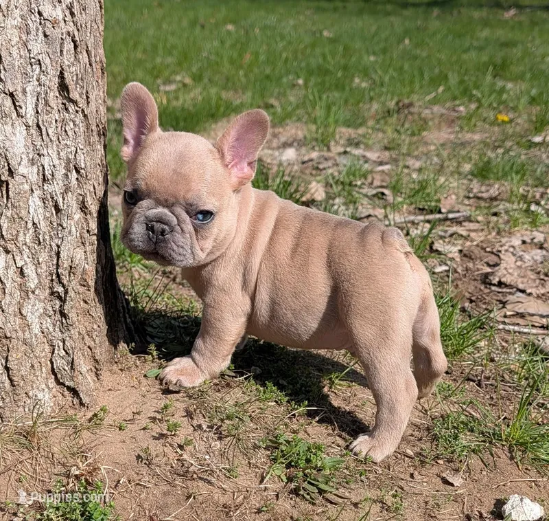 Mr. Black  – French Bulldog puppy for sale in Grand Rapids, MI