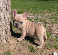 Mr. Black , a male French Bulldog for sale in Grand Rapids, MI – Photo 1 of 3